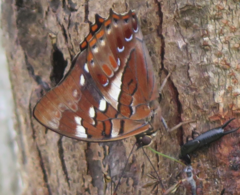 Polyura caphontis
