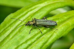 Oedemera virescens