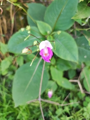 Impatiens balfourii