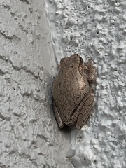 Hyla femoralis