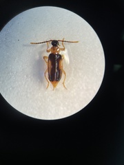 Ischalia costata