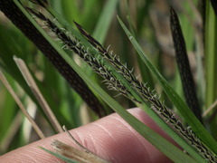 Carex forficula