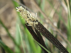 Carex forficula