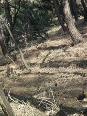 Rhododendron mucronulatum