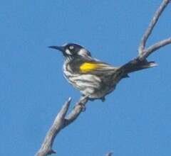 Phylidonyris novaehollandiae