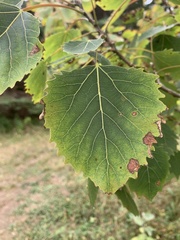 Populus grandidentata