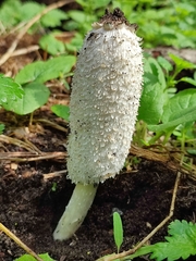Coprinus comatus