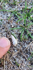 Cochlicella acuta