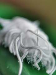 Flatidae