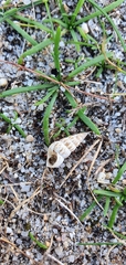 Cochlicella acuta