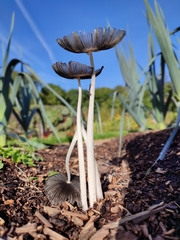 Coprinopsis