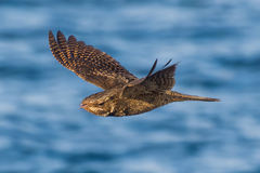 Antrostomus carolinensis