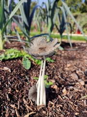 Coprinopsis