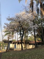 Tabebuia roseoalba