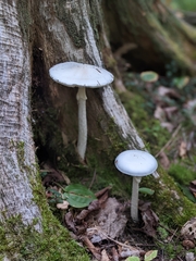 Amanita bisporigera