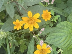 Helianthus divaricatus