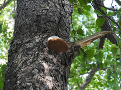 Phellinus alni