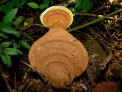 Fungi