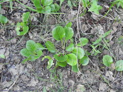 Pyrola rotundifolia