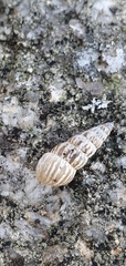 Cochlicella acuta