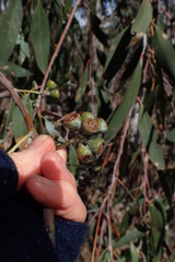 Eucalyptus tenuiramis