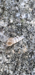 Cochlicella acuta