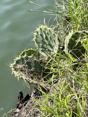 Opuntia