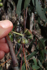 Eucalyptus tenuiramis