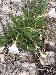 Oenothera