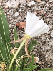Oenothera