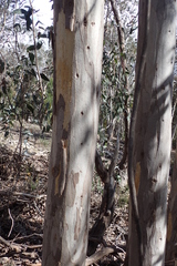 Eucalyptus tenuiramis