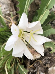 Oenothera