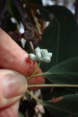 Eucalyptus tenuiramis