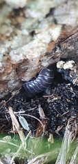 Armadillidiidae