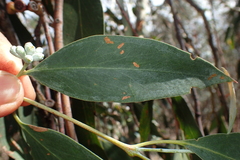Eucalyptus tenuiramis