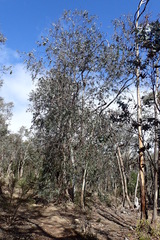 Eucalyptus tenuiramis