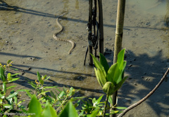 Cerberus schneiderii