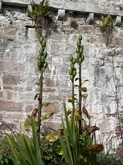 Cardiocrinum