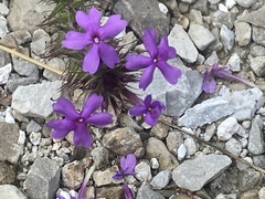 Glandularia canadensis