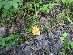 Cantharellus cibarius