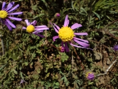 Senecio arenarius