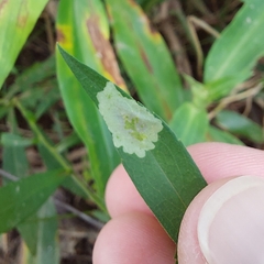 Calycomyza promissa