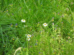 Anthemideae