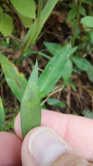 Calycomyza promissa