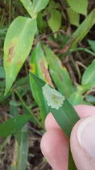 Calycomyza promissa