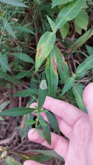 Calycomyza promissa