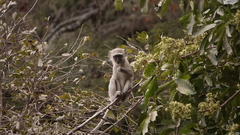 Chlorocebus pygerythrus