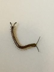 Hemiscolopendra marginata