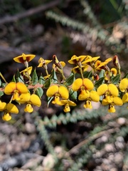 Daviesia nova-anglica