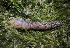Veretillidae